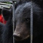 China bear rescue: Two precious young gifts for Christmas