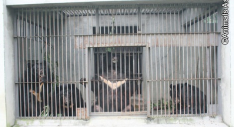 The bears are keen to explore their enclosure.