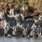 For zebras, memory is vital to survival, but it could prove a burden in the face of climate change