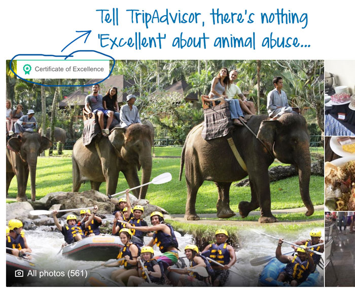 Tripadvisor_1 Elephant rides Tripadvisor_1