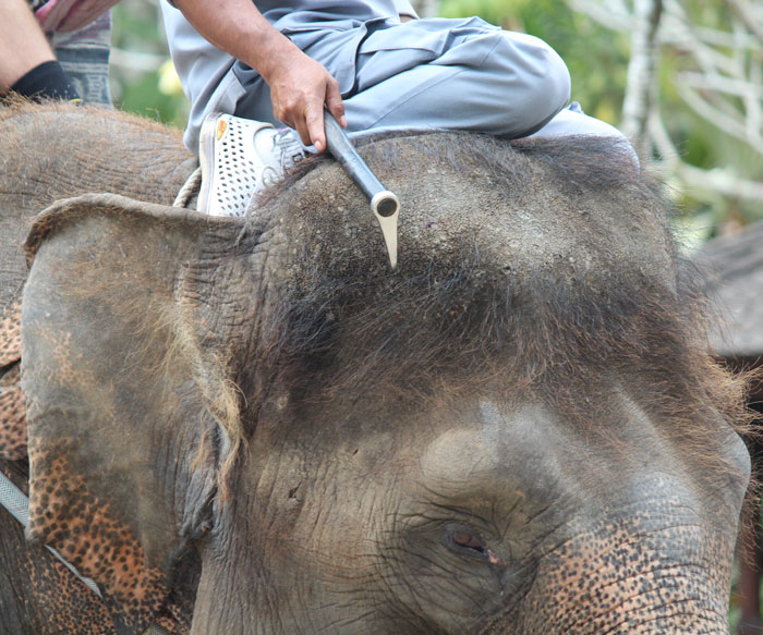 Tripadvisor_2 Bullhook Tripadvisor_2