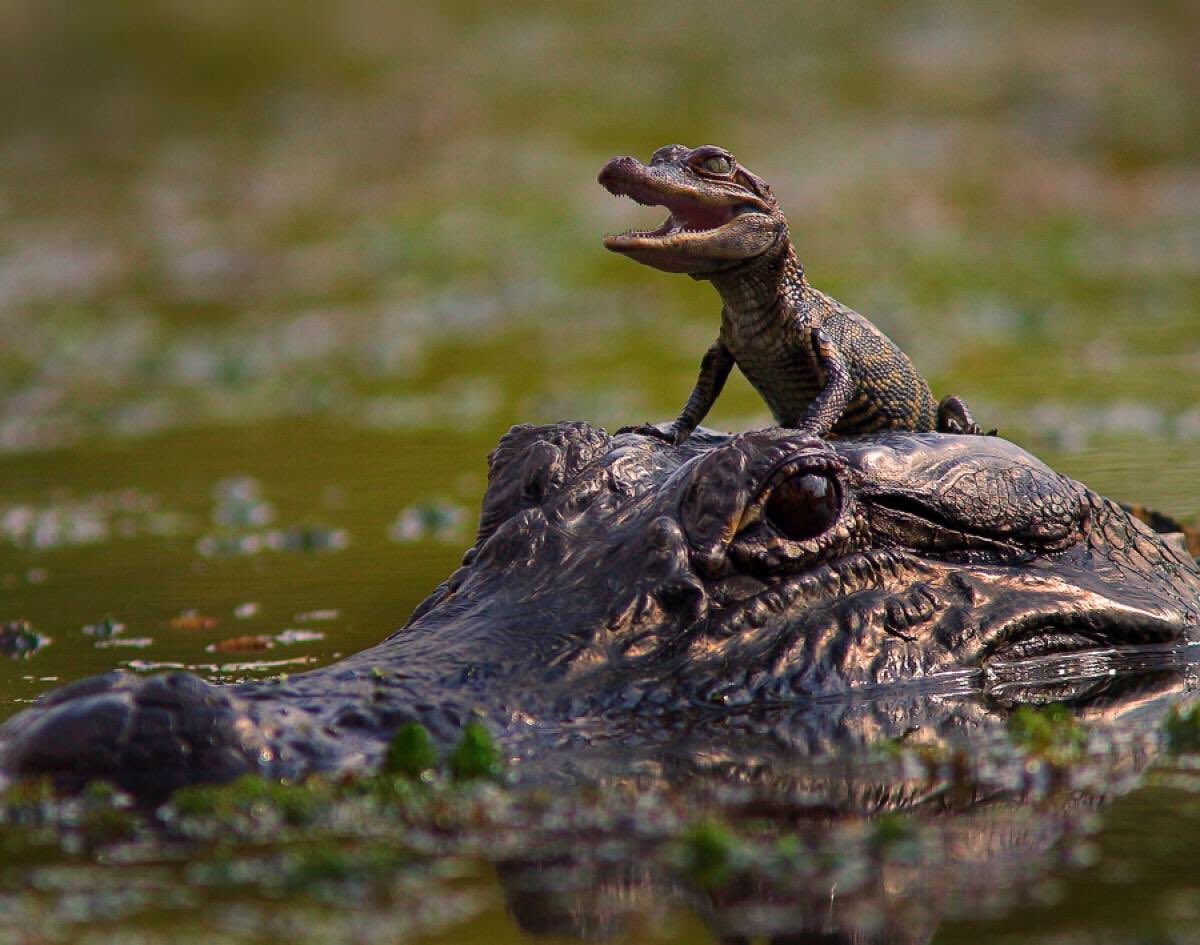 Alligator and baby!