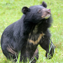 Blackie Blackie