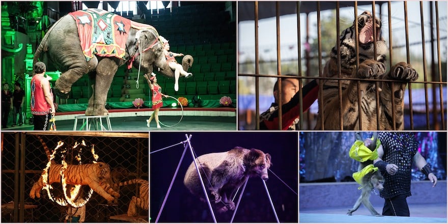 Why animals should not be in circuses Why animals should not be in circuses