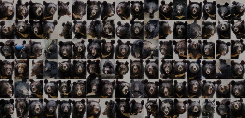 May 2021- 101 bears home