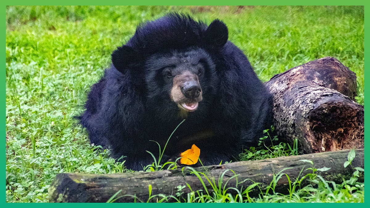Thousands of animals including moon bear Jeanne have found sanctuary thanks  to the compassion of Marchig Animal Welfare Trust