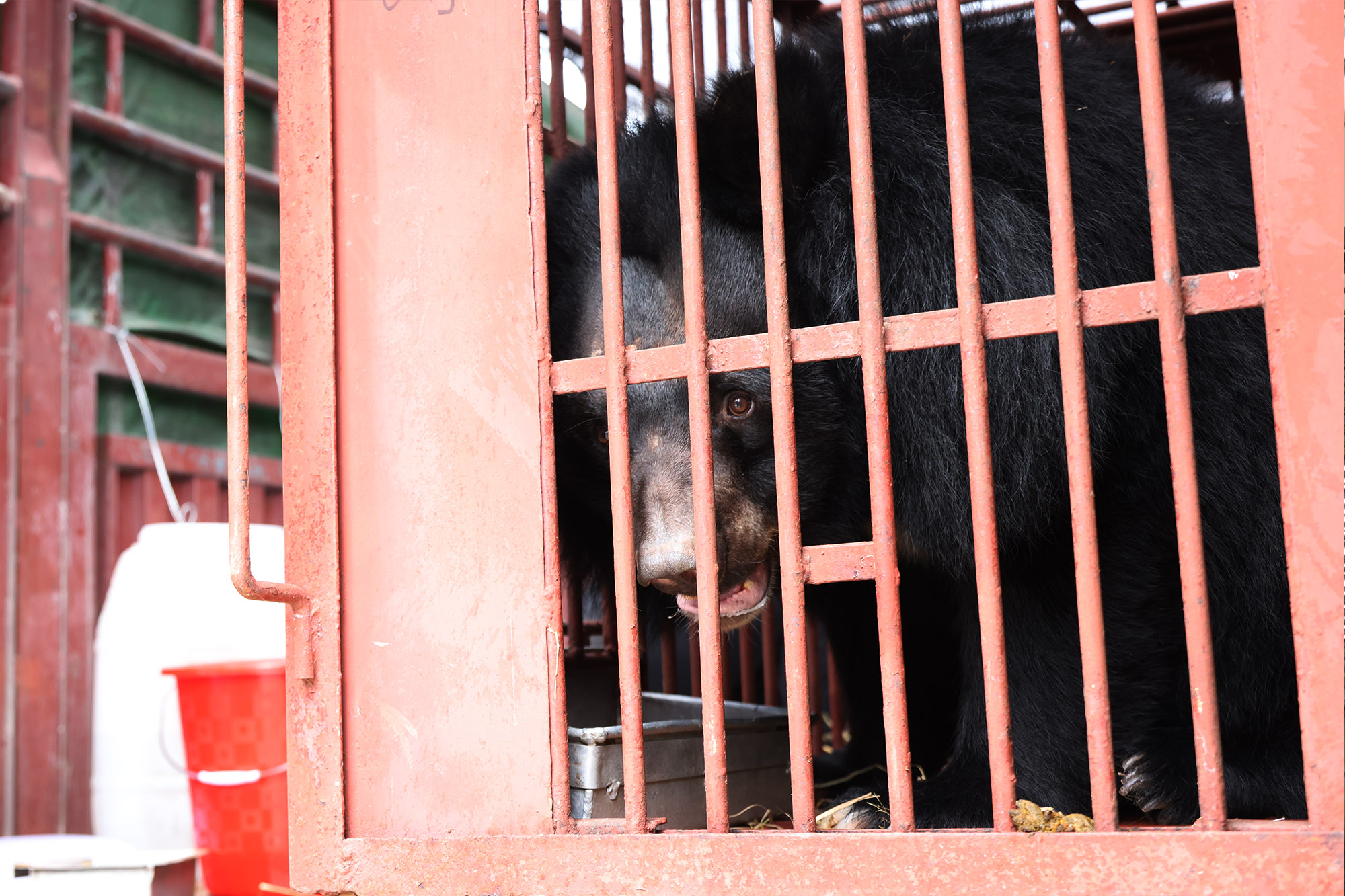 Bears moved in phase 3