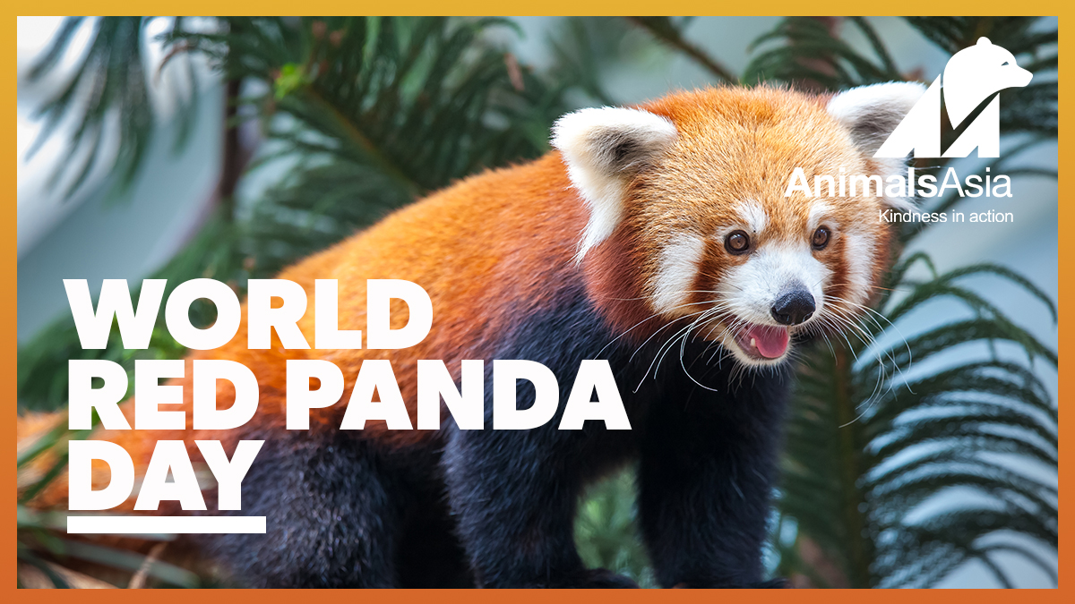One Life Red Pandas