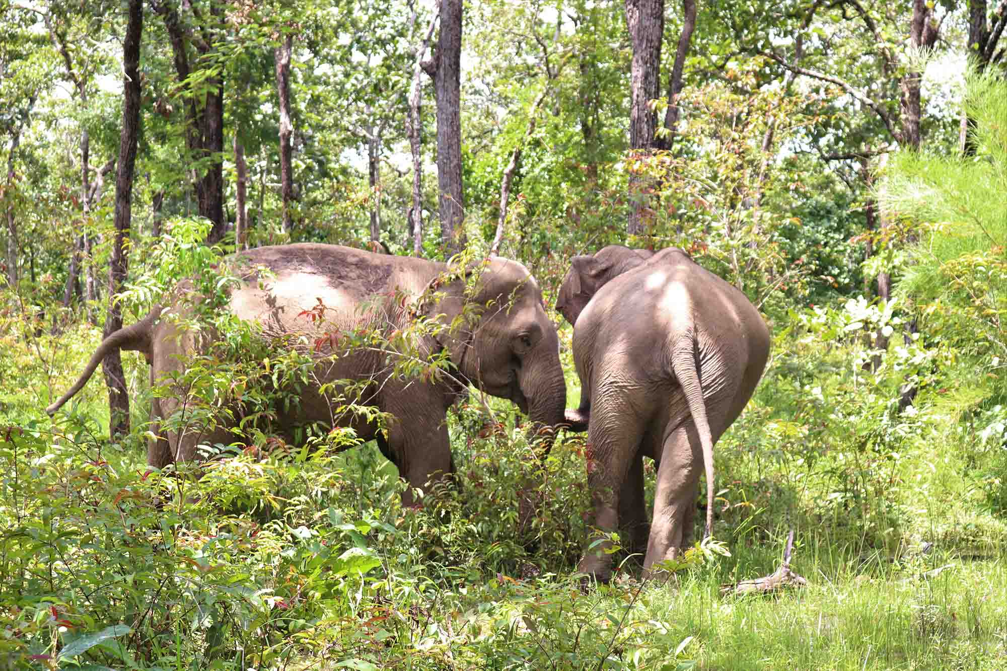 Elephant riding and the risk of extinction in Vietnam