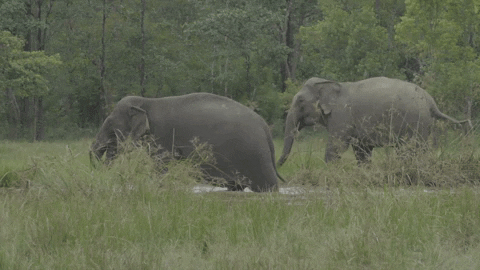 You can help save even more elephants