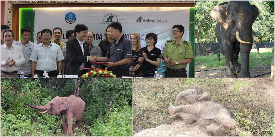 Animals Asia re-affirms commitment to saving Vietnam's endangered wild  elephants, now the government must do the same