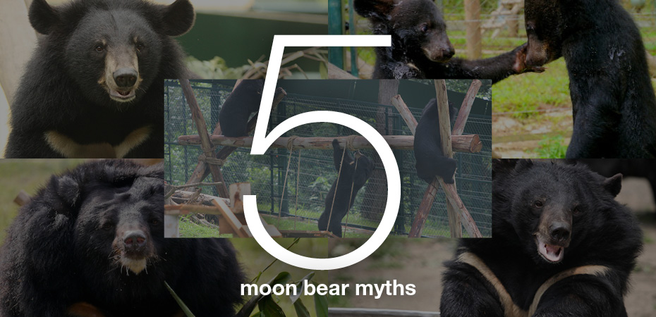 Moon bears don't feel pain” and other moon bear myths