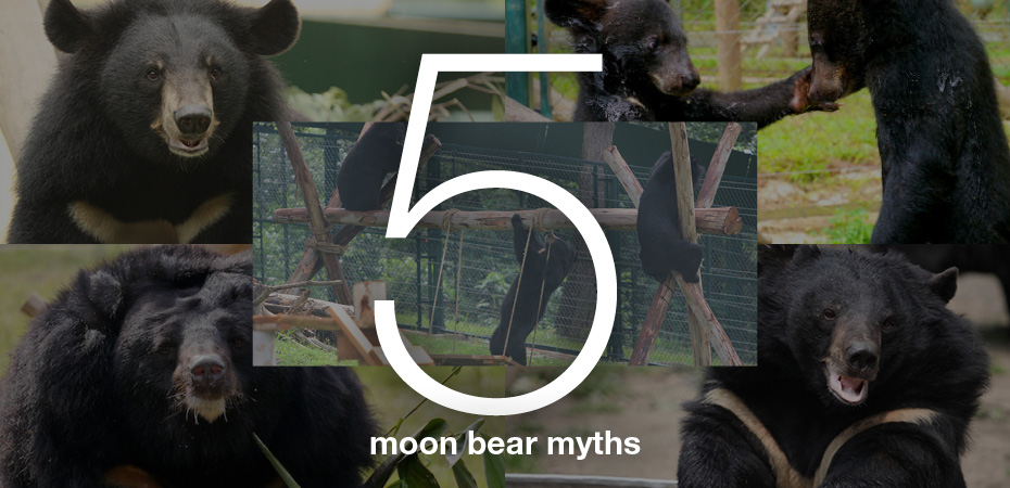 Moon bears don't feel pain” and other moon bear myths Moon bears don't feel pain” and other moon bear myths