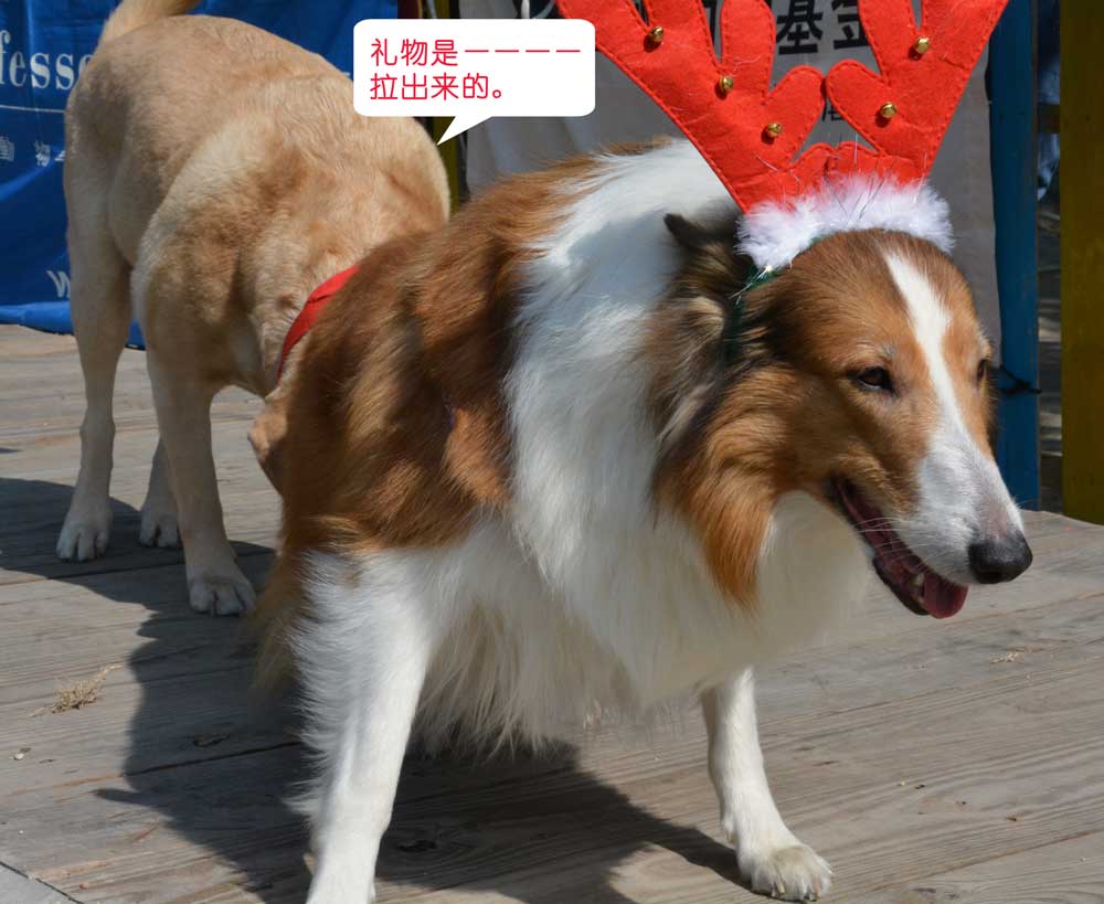 20141214shenzhenvolunteergathering1