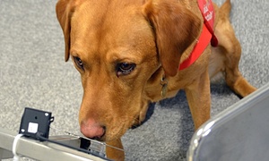 Daisy - cancer detecting dog