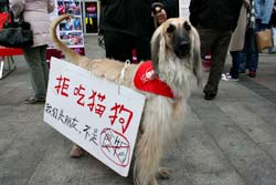 2008chengdu-noeat-catdog