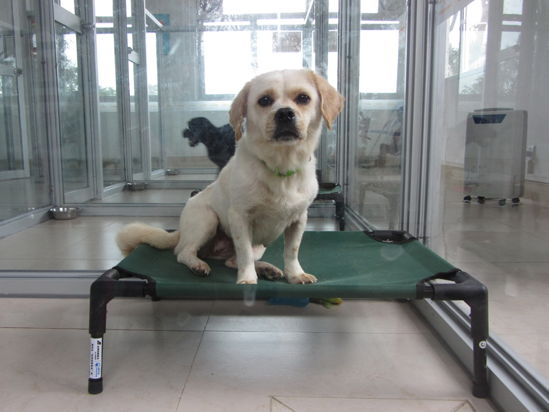 2013.04.21guangzhou_dog_shelter_opening_day