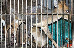 animals_market_investigation
