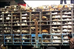 animals_market_investigation