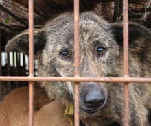 Dog in cage