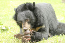 Bear with Jam Jar