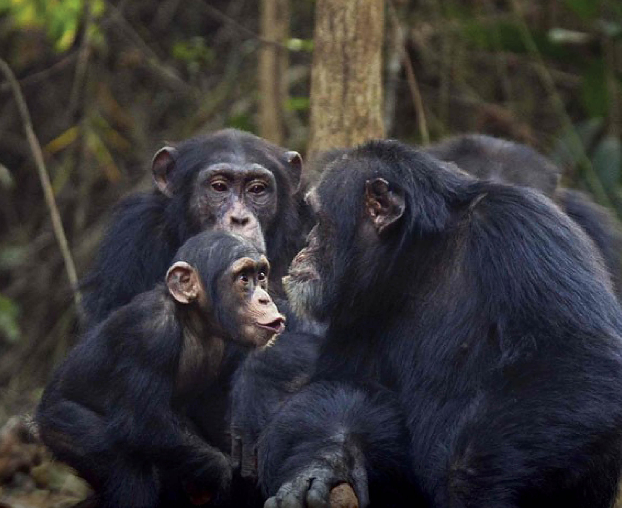 Chimps 5
