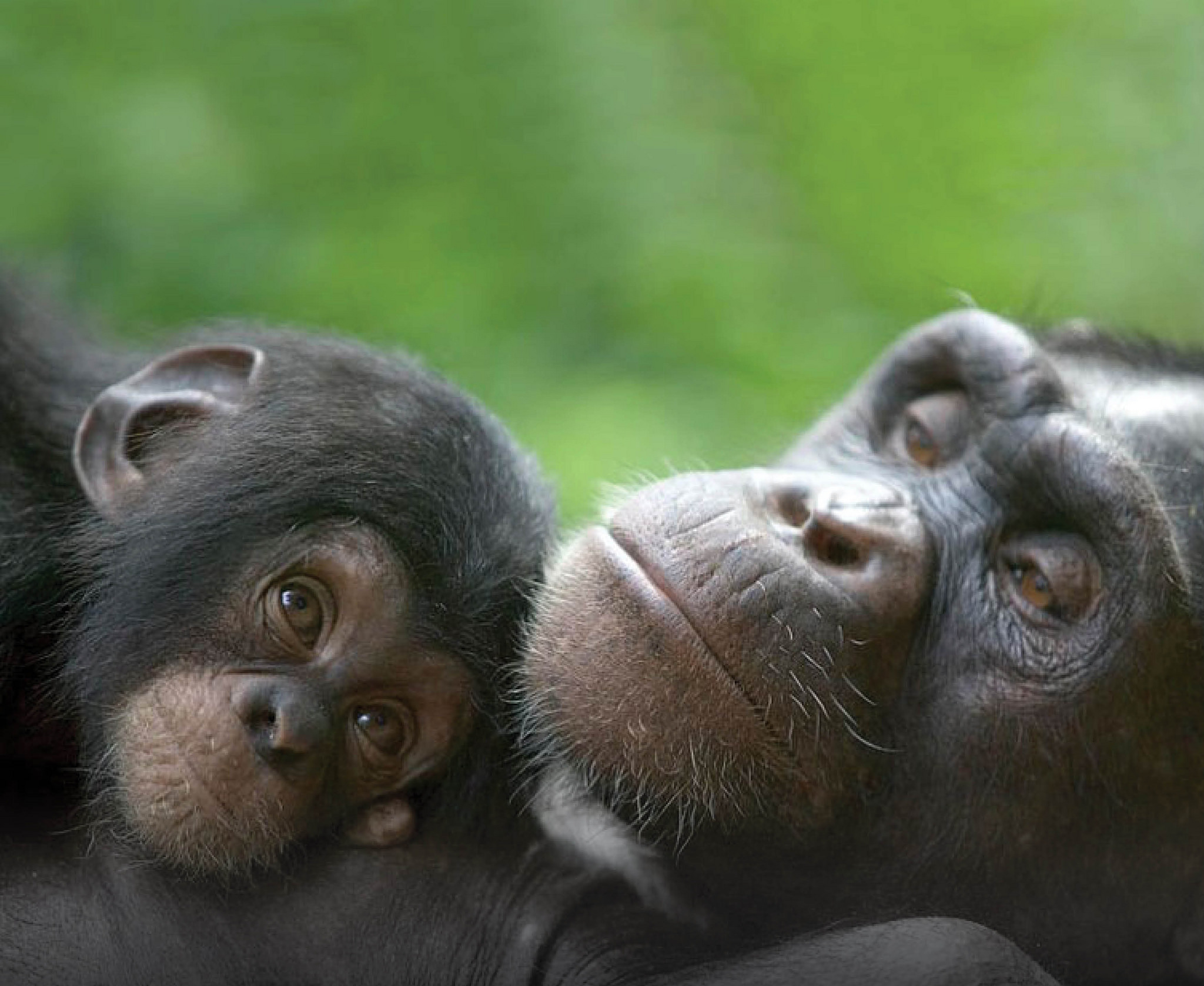 Chimpanzees 1