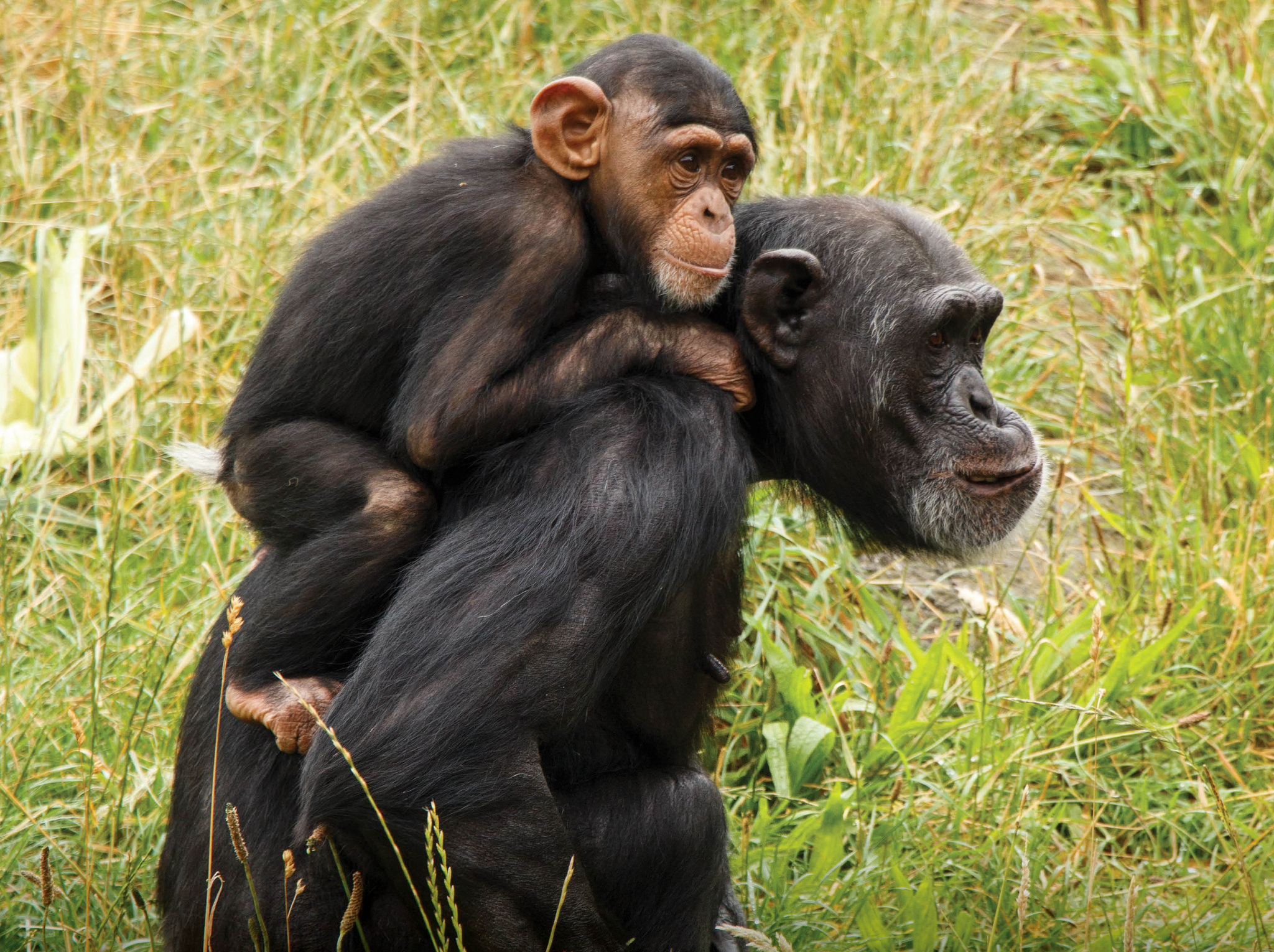 Chimps 3