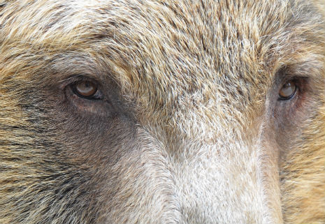 Tibetan brown bear Benji is ready for his close-up