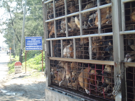 Dogs trafficked in Vietnam
