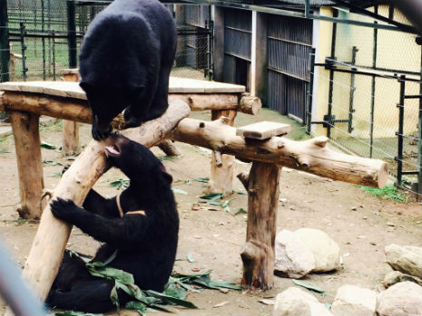 ricky and joey play together at the VBRC