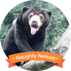 Nelson Nelson