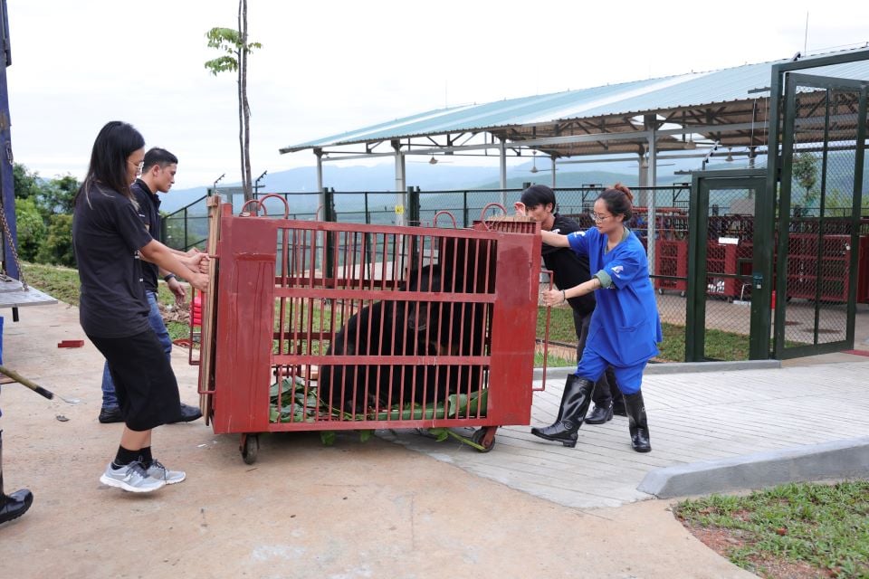 Geredde beer op weg naar quarantaine bij dierenopvang Asia Bach MA Rescue Centre