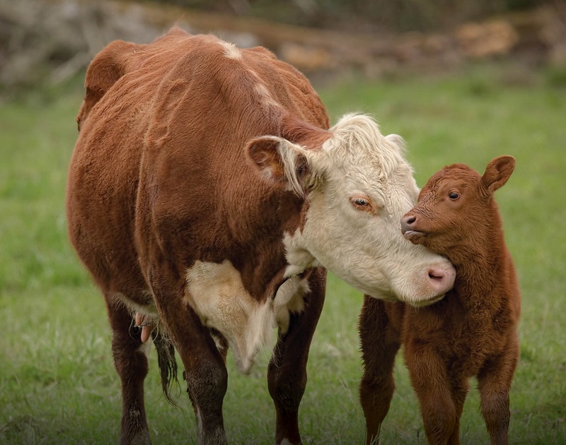 cow_calf