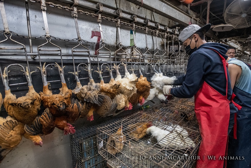 CHICKEN SLAUGHTER TAIWAN