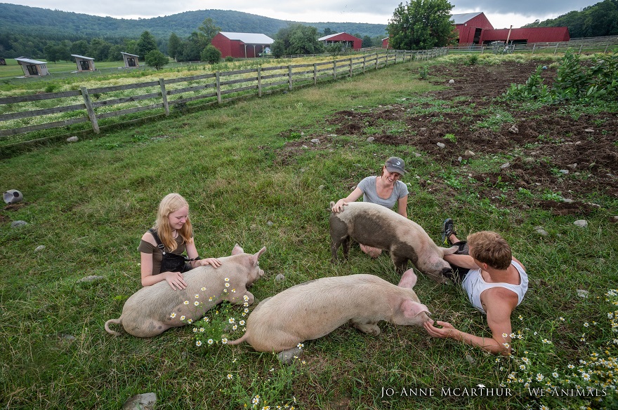 FARM SANCTUARY