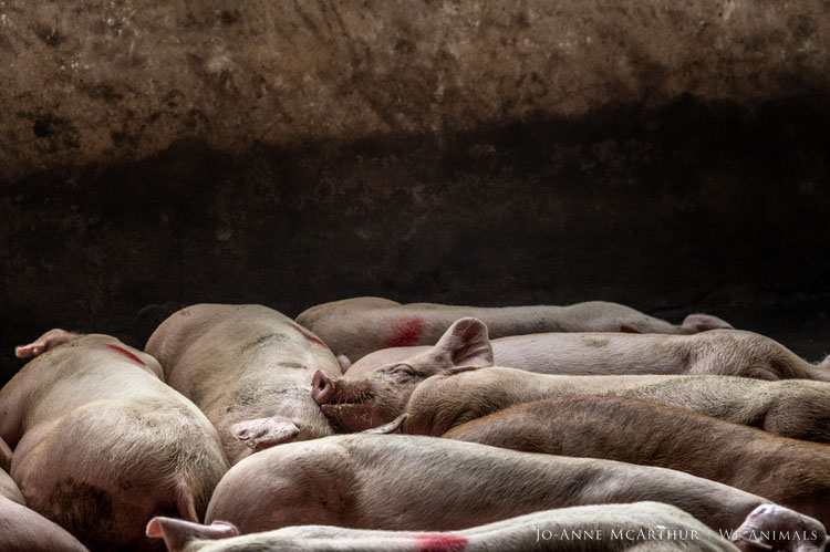 FACTORY PIGS