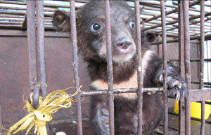 Cub behind bars