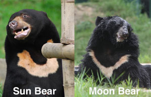 Sun bear - moon bear