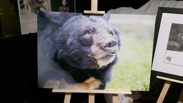 bearphoto