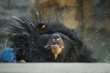 Manuka shakes off the bile farm