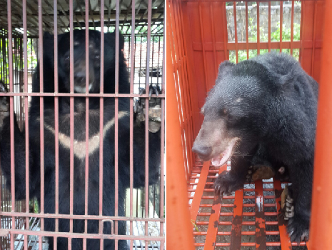 Moon bears Tuffy (L) and Long (R)