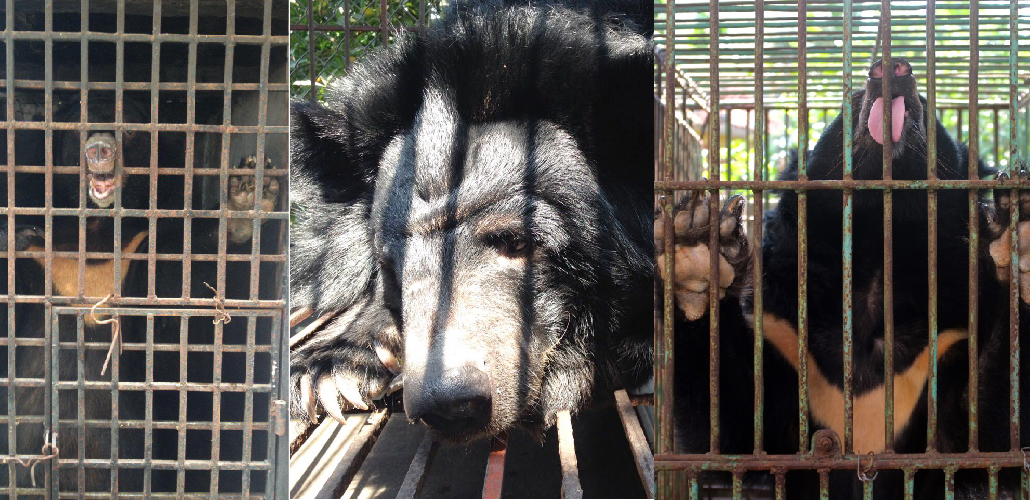 L to R: Moon bears Kay, Hoa, Quang Yen