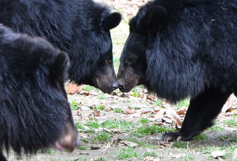 a touching moment between two bear friends