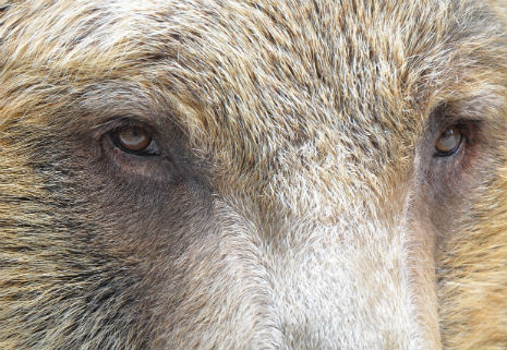Tibetan brown bear Benji is ready for his close-up
