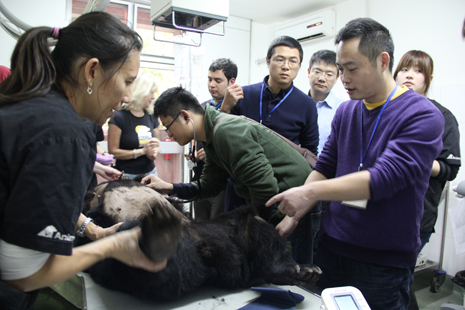 Animals Asia staff and local vets learn from cardiology experts