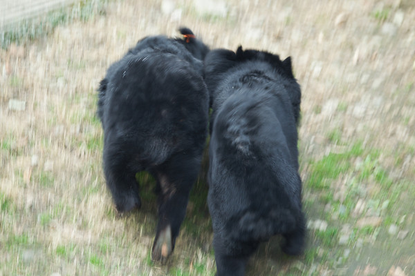 A moon bear bond