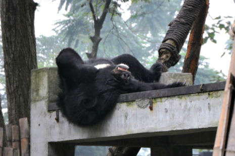 this bear enjoys a stretch and a big bear yawn