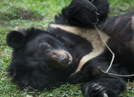 cute bear playing with a twig