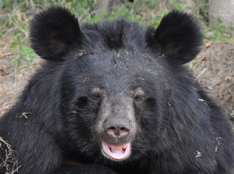 Ginny at home at our Chengdu sanctuary